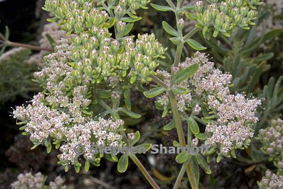 eriogonum arborescens 2 graphic